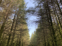 Coed Lewes (Lewes Wood)