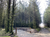 Coed Llanayron (Llanayron Wood)