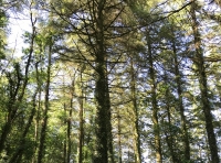 Coed Llwyn Drain (Thorn Wood) - SOLD