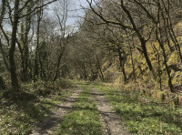 Coed Llygad Ebrill (Celandine Wood) - SOLD
