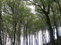 Coed Pen Yr Ffawydd (Beech Head Wood) - SOLD