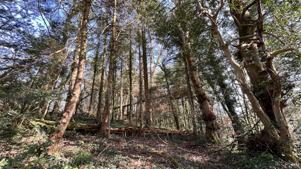 Stand of Sitka spruce