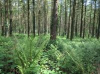 Coed Pererin- Pilgrim Wood - SOLD