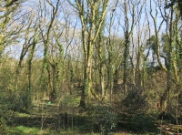 Coed Rhosglyn ( Sparrowhawk Wood) - SOLD