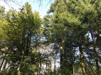 Coed Rhymni