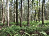 Coed Syfynwy - SOLD