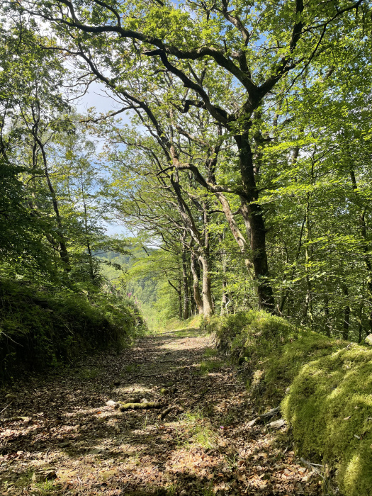 Track leading to Coed Telor