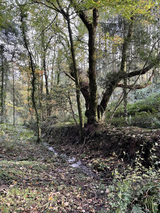 Earth bank and a small stream