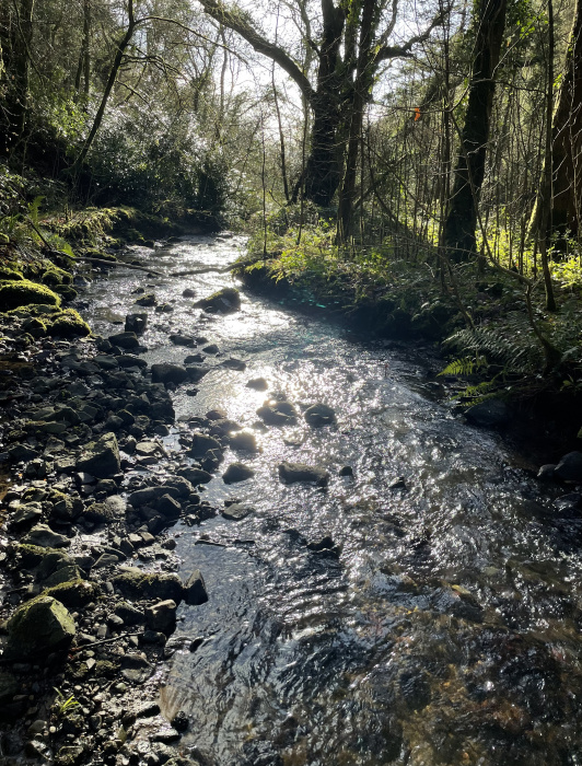 A view of the river