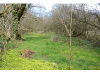 Coed Y Moch - Pig Wood - SOLD