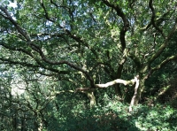 Gallt Felin Fach - SOLD