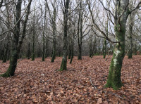 Gallt Rhiw Onnen (Ash Hillside)
