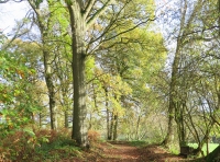 Gwynn's Wood - SOLD