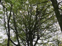 Iron Bridge Wood