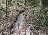 Muntjac Wood