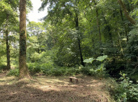 Newton Wood (Coed Newton) - SOLD