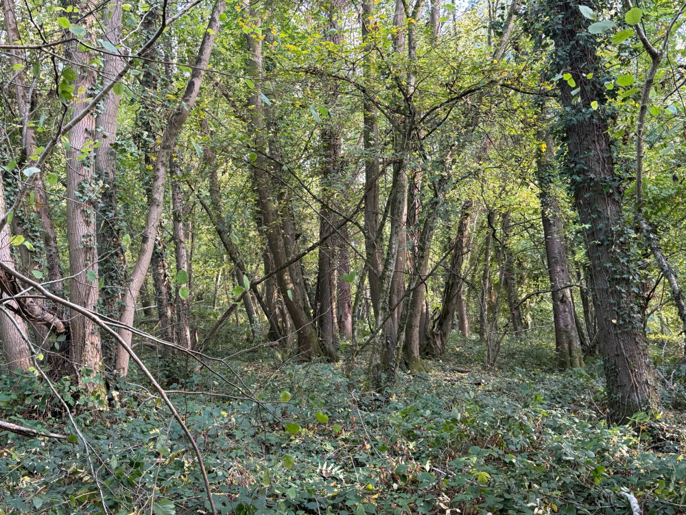 Glades at Rockfield Wood