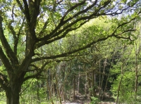 Windflower Coppice - SOLD