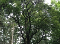 Woodhouse Wood - SOLD