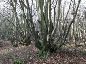 Hornbeams and hedges