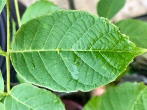 Unusual or exotic trees : The Walnuts.