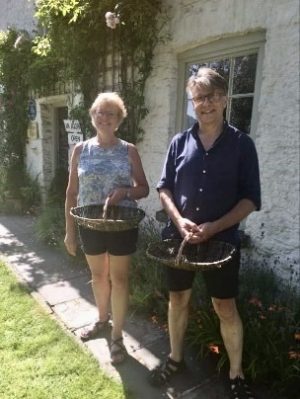 Growing Osier for Basketry.