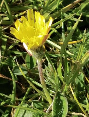 hawkweed