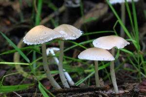August Fungi Focus : Pale Brittlestem, Candolleomyces candolleanus / Psathyrella candolleana