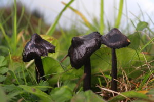 October Fungi Focus: Blackening Waxcap (Hygrocybe conica)
