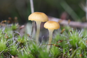 November Fungi Focus: Orange Mosscaps, Orange Bonnets and Moss Bells