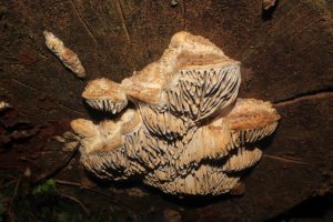 August Fungi Focus: Oak Mazegill (Daedalea quercina) and Blushing Bracket (Daedaleopsis confragosa)