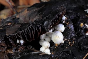 October’s Monthly Mushroom - Blackening Brittlegill (Russula nigricans) and Silky Piggyback (Asterophora parasitica)