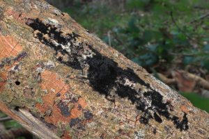 April Fungi Focus -  Chaetosphaerella phaeostroma