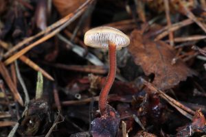November’s Fungi Focus - The Earpick Fungus (Auriscalpium vulgare)