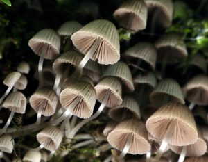 July Fungi Focus : Fairy Inkcap (Coprinellus disseminatus)