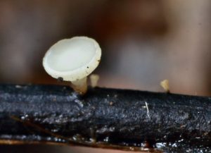 June Fungi Focus – Ash Dieback, Spring Pins and other Discomycetes