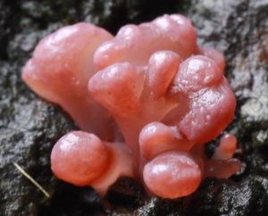December Monthly Mushroom - Purple Jellydisc (Ascocoryne sarcoides