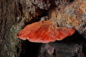 July Fungi Focus – Beefsteak Fungus