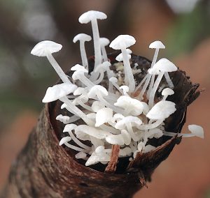 February’s Fungi Focus :  Mycophilia and Recording the Fungal Diversity of the United Kingdom