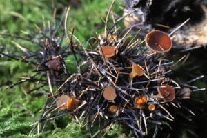 September Fungi Focus: Hairy Nuts Disco (Lanzia echinophila)