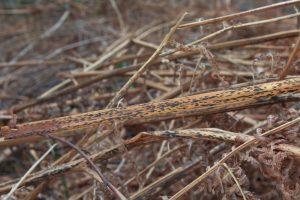 March Fungi Focus: Bracken Map and other Little Black Dots and Smudges