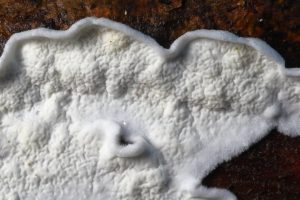January’s Fungi Focus – Netted Crust (Byssomerulius corium)