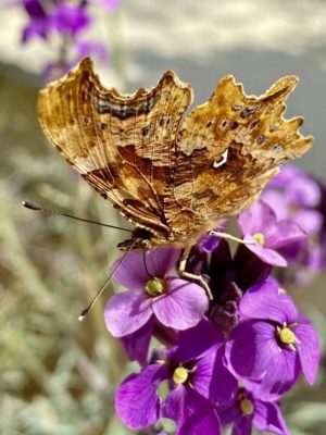 Where do butterflies come from?