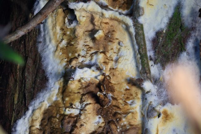 Coniophora puteana or Wet Rot fungus developing on the bark of a cypress tree