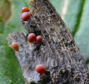 Sporangia of a white slime mould (Myxomycetes) growing on a