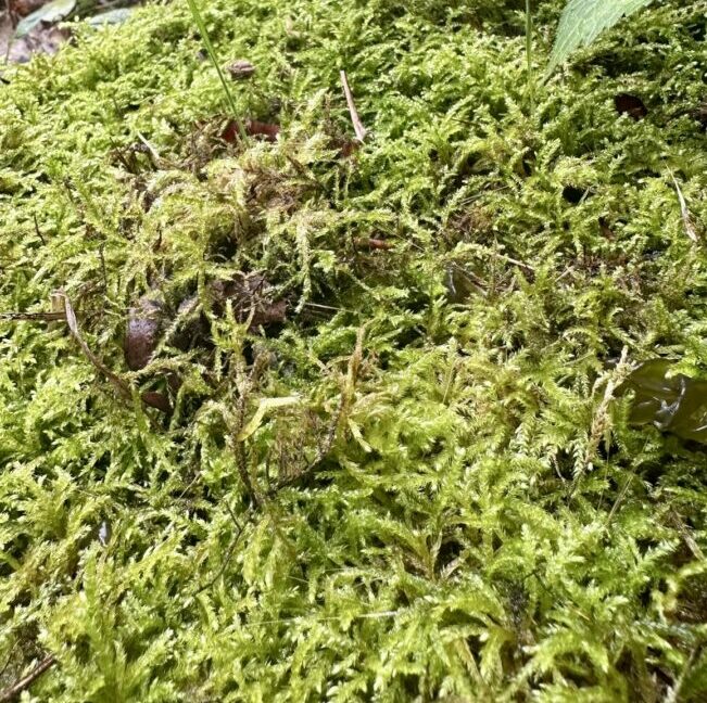 Moss