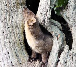 A woodland predator, the pine marten