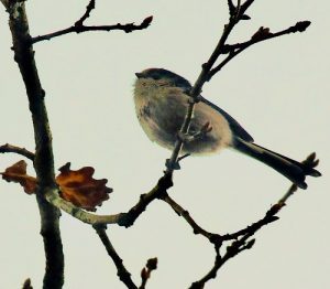 More on birds from Woodcock Wood : The Long-tailed Tit - a very sociable bird  