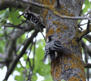 More on birds from Woodcock Wood - Better Than A Hole In One