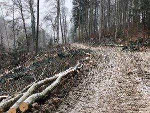 Felling trees, planting trees.